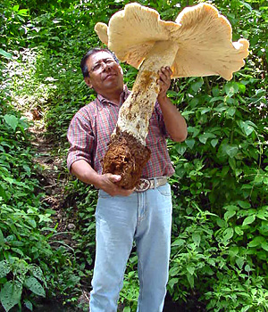 world's-biggest-mushroom-mexico