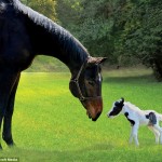 Einstein-Smallest-Horse-with-a-normal-horse-comparison