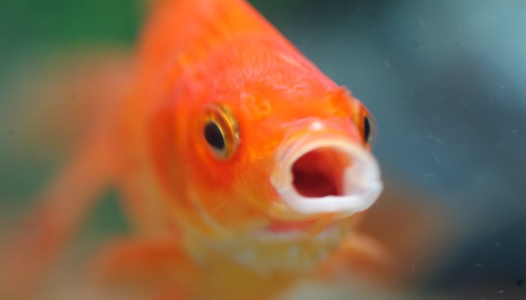Goldfish-mouth-opened