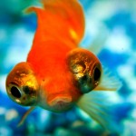 Goldfish-orange-eye
