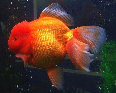 oranda-goldfish