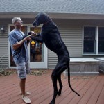 zeus-playing-with-his-owner