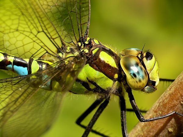 Dragonfly-photos-close-look-high-definition