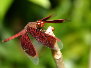 Dragonfly-red-clour-with-large-eye