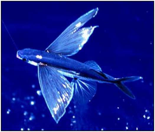 Flying-Fish-close-view