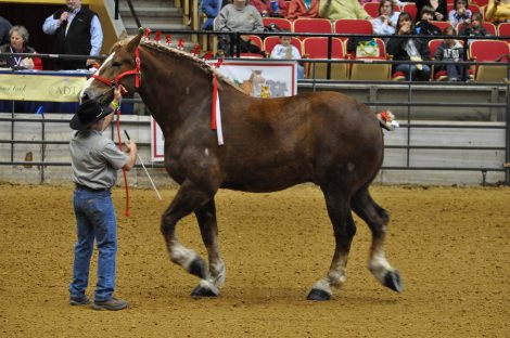 big-jake-world-largest-horse-for-2010-2011-2012