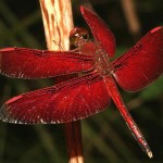 deep-red-coloured-Dragonfly