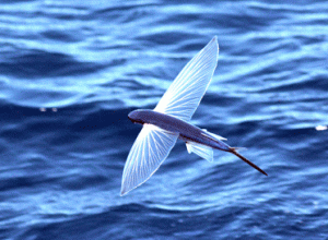 flying-fish-glide-over-sea