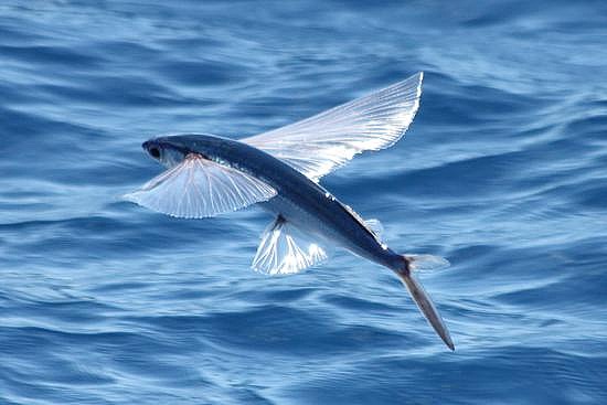 flying-fish-over-sea