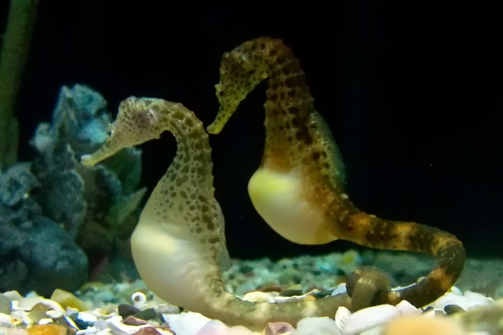 male-seahorses-carry-eggs-in-pouch-extremely-rare-in-animal