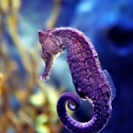 seahorse-are-in-danger-to-extinct