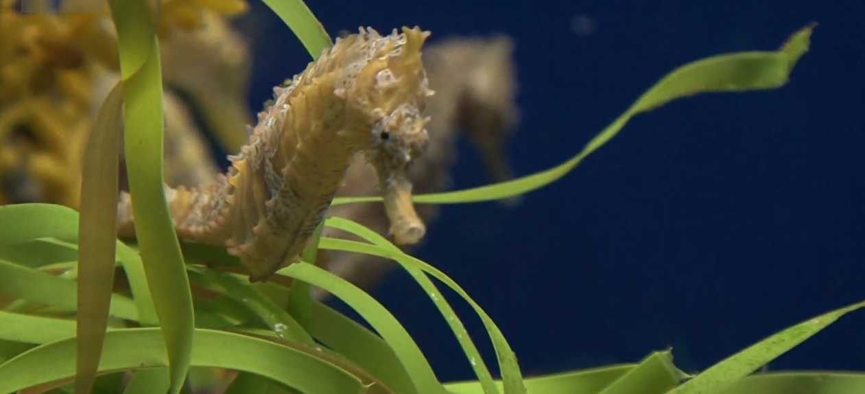 seahorse-attach-with-grass-by-wait-for-food