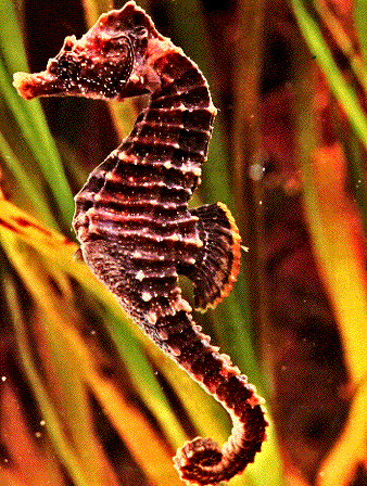 seahorse-in-deep-ocean-can-change-colour-(camouflage)
