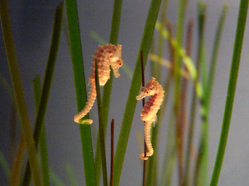 seahorse-mates-in-full-moon-after-click-sound
