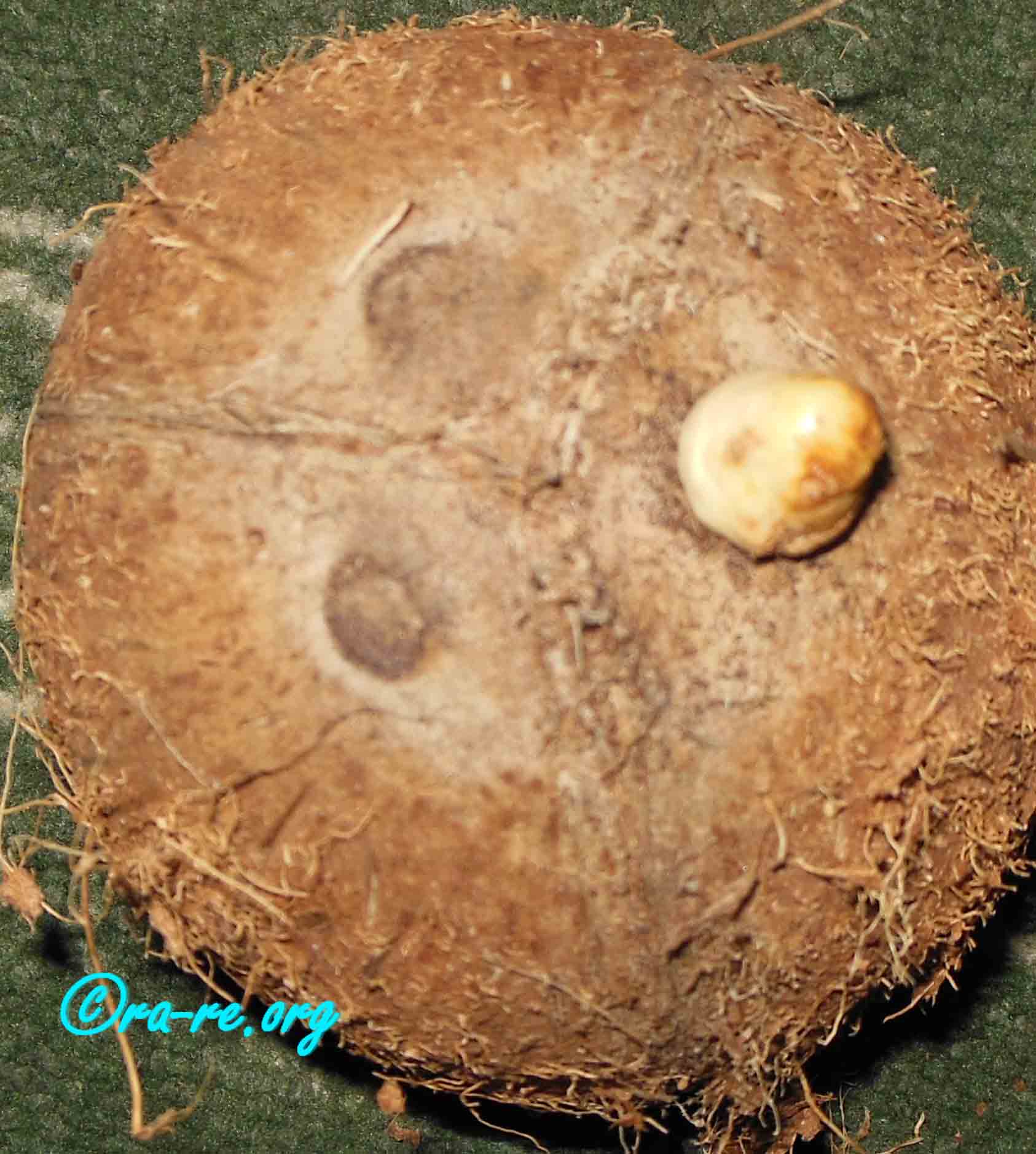 coconut-germinating-stoma-in-eye-holes