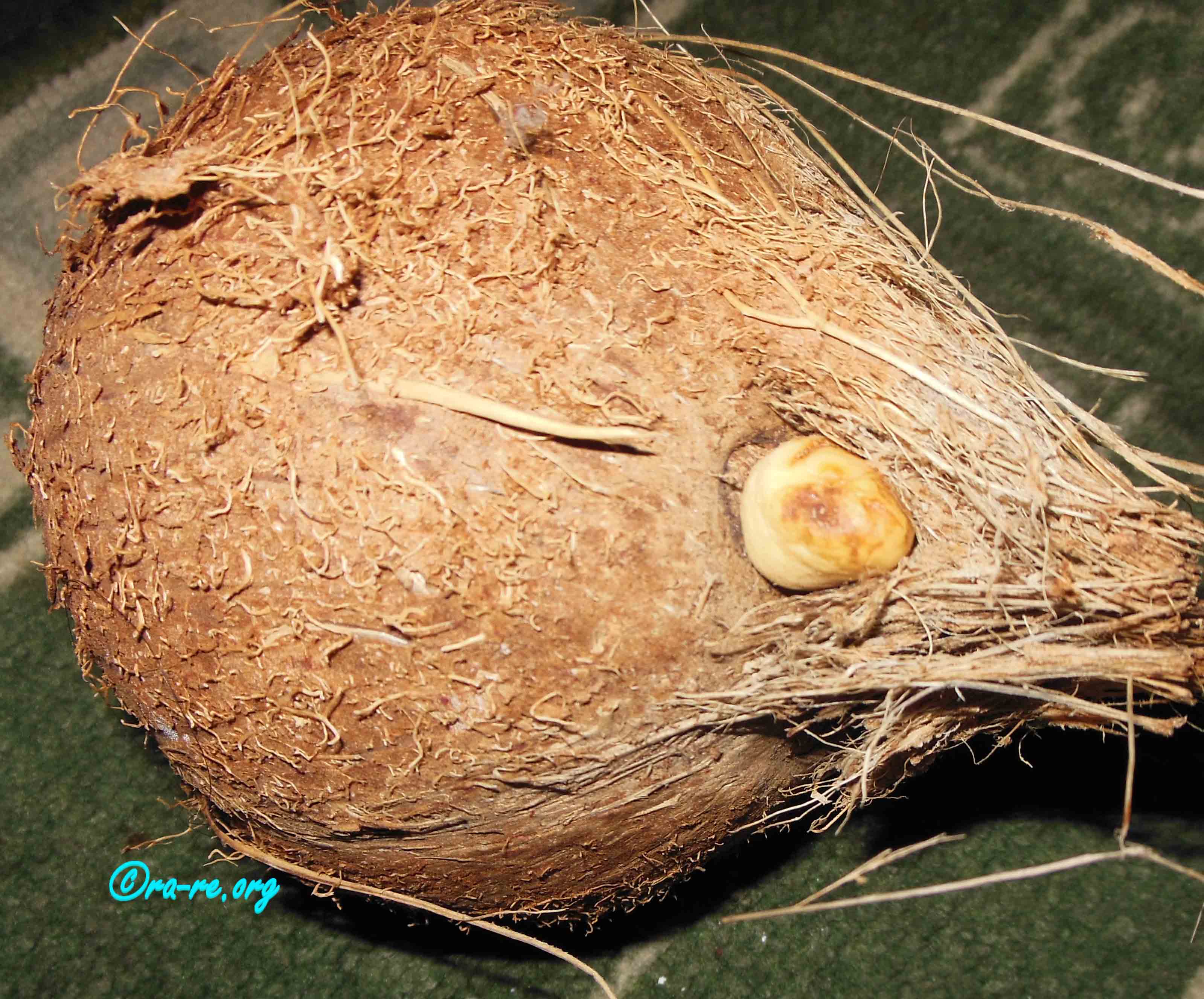 coconut-with-husk-also-germinating