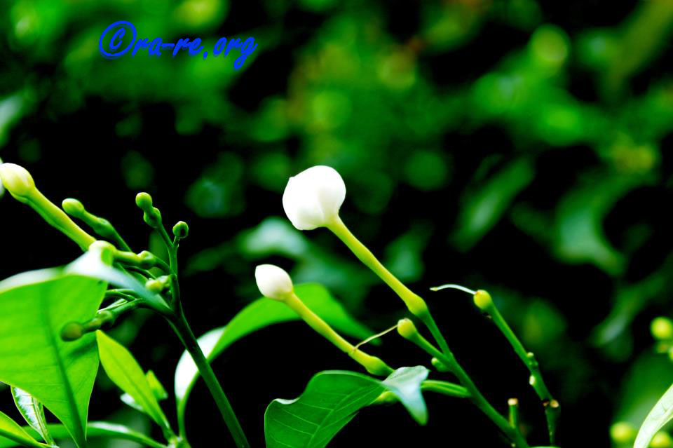 pinwheel-flower-bud-Tabernaemontana-Divaricata-or-Crape-Jasmine