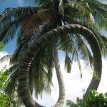 amazing-curled-coconut-tree-extremely-rare-to-found-such-bent
