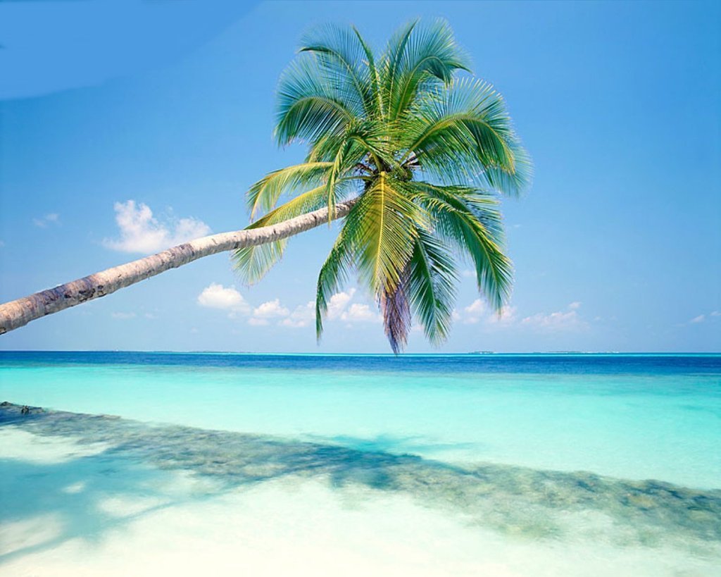 coconut-tree-near-sea-beach