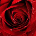 dews-deposited-over-red-rose-in-the-morning