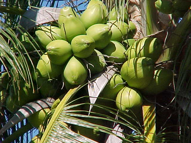 green-coconut-in-tree
