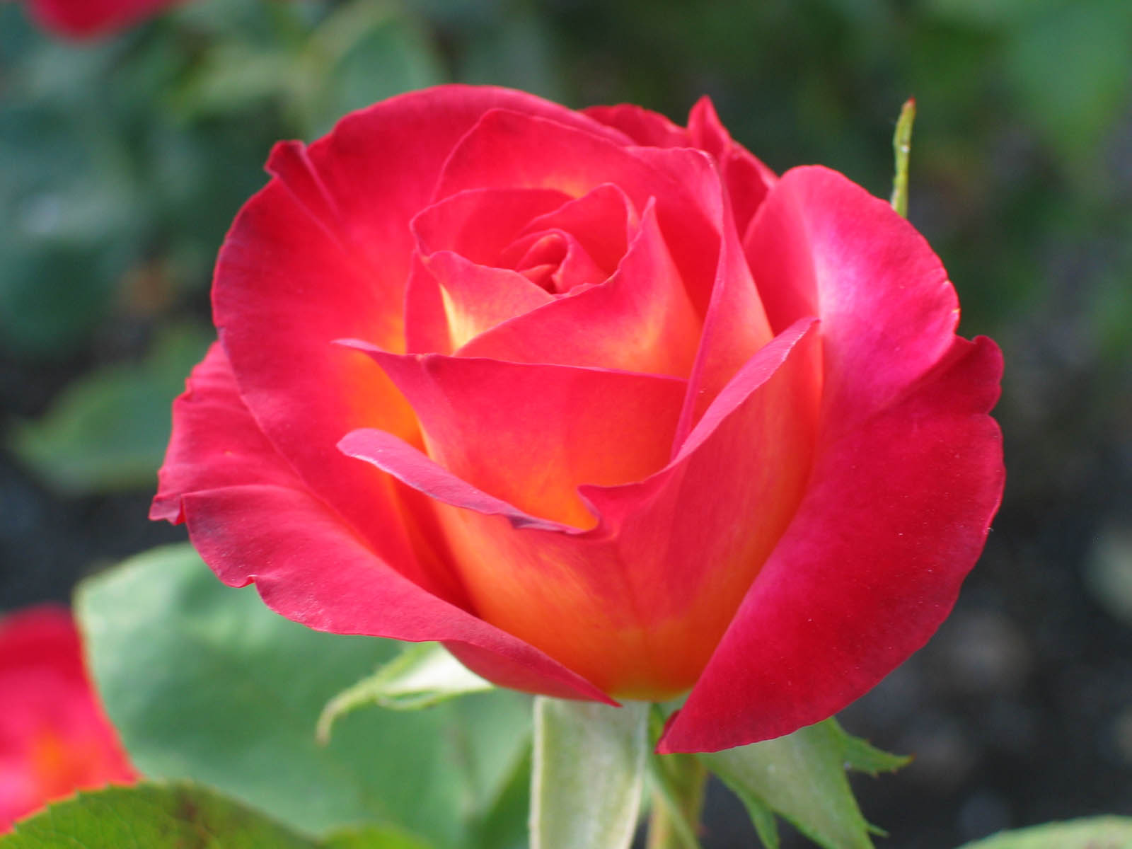 rose-symbol-of-love