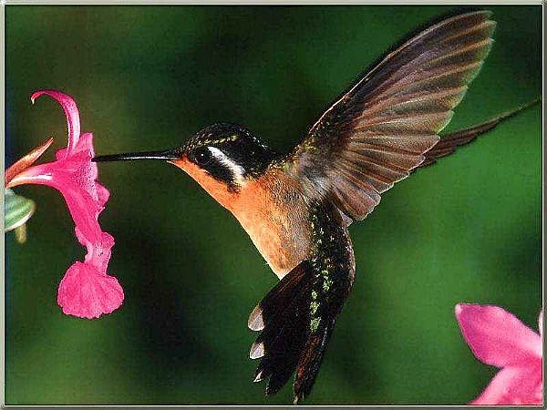 Hummingbird-during-flight-consumes-huge-energy