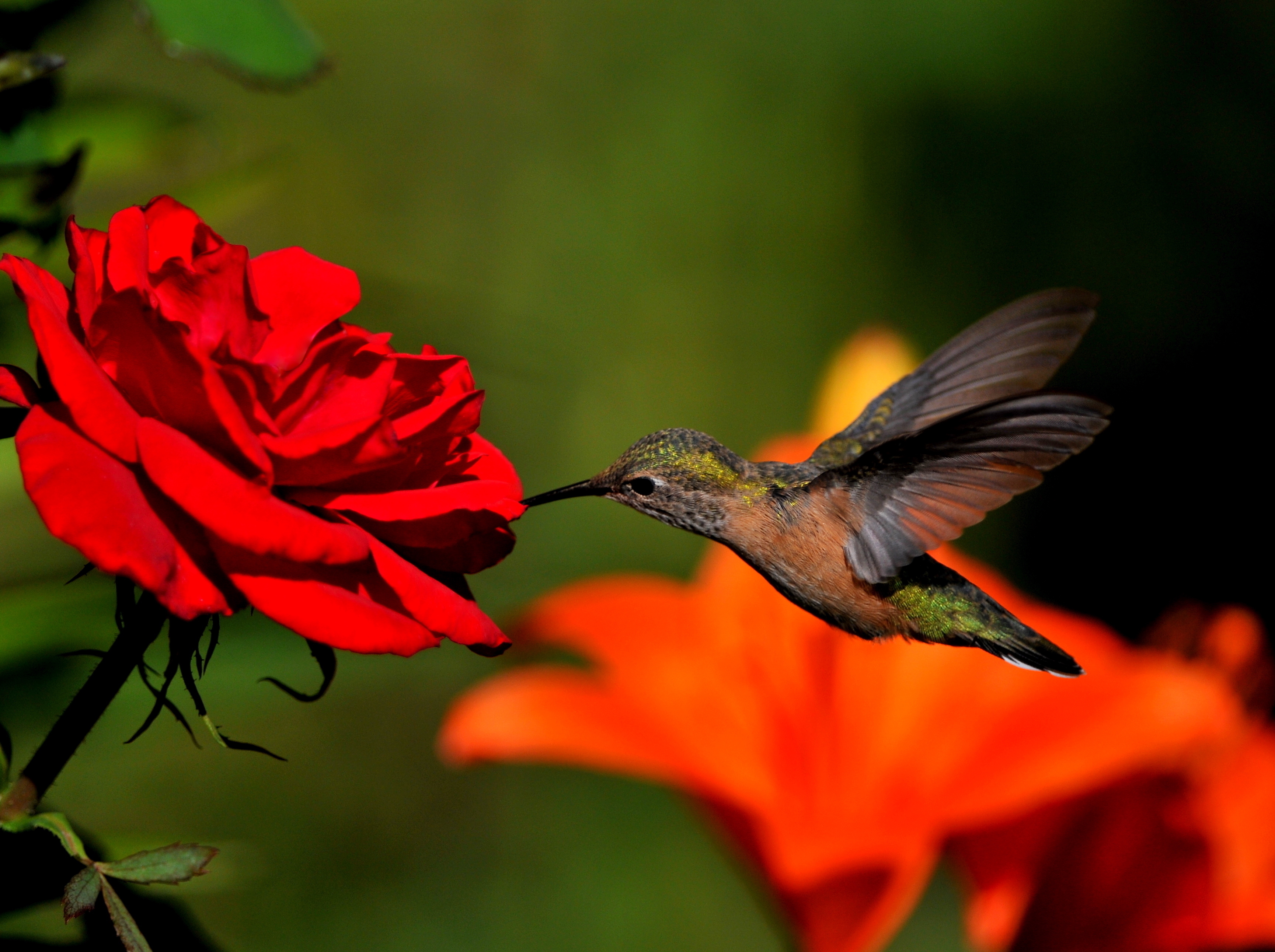 hummingbird-and-rose