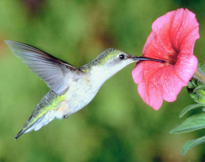 hummingbird-loves-tubular-flower