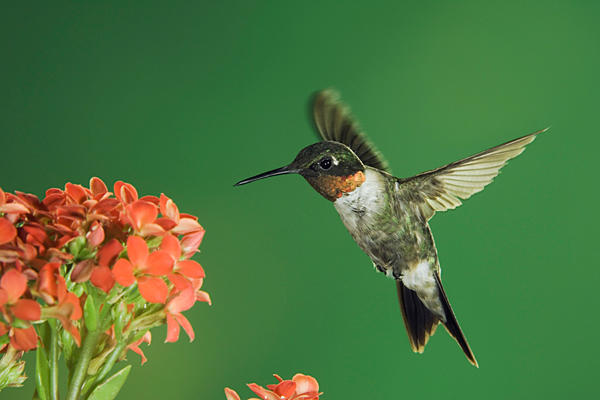 hummingbird-perch-to-drink-nectar