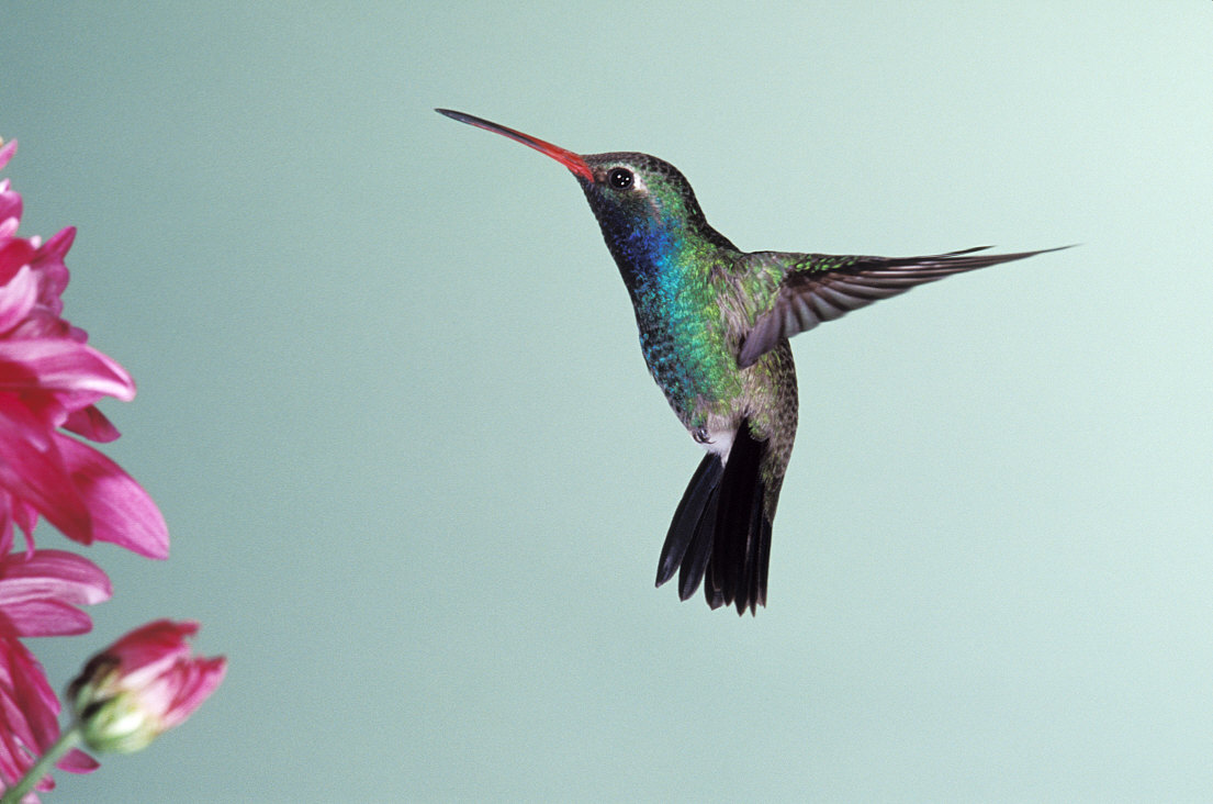 hummingbird-smallest-bird-in-world
