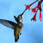 hummingbird-suck-nectar-from-red-flower
