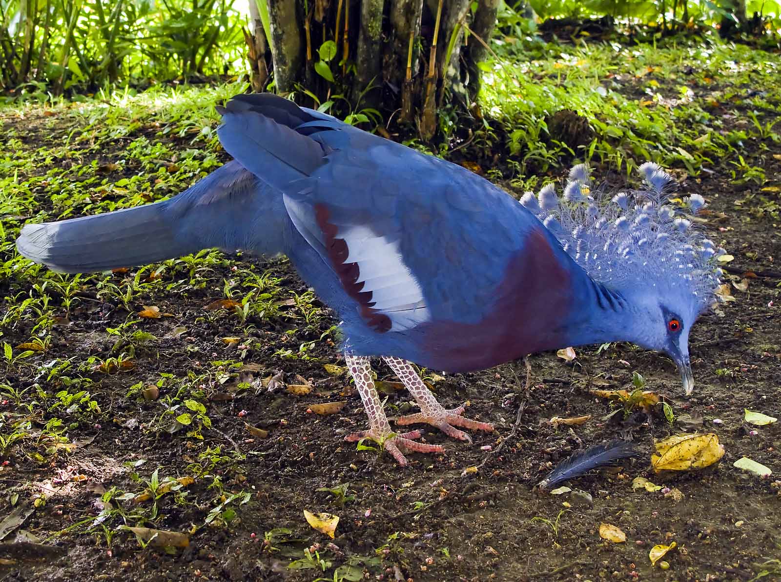 Beautiful-Victoria-Crowned-Pigeon-eat-fruit-in-ground