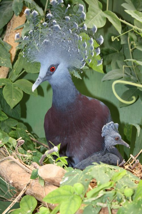 Beautiful-Victoria-Crowned-Pigeon-with-baby