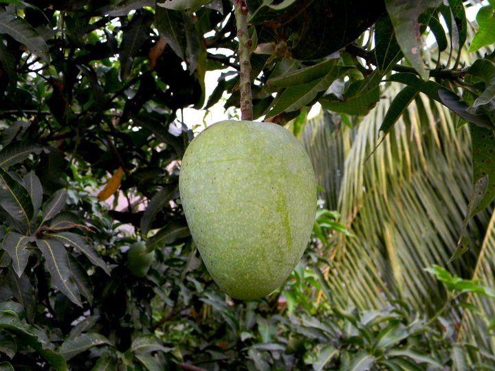mango-in-tree