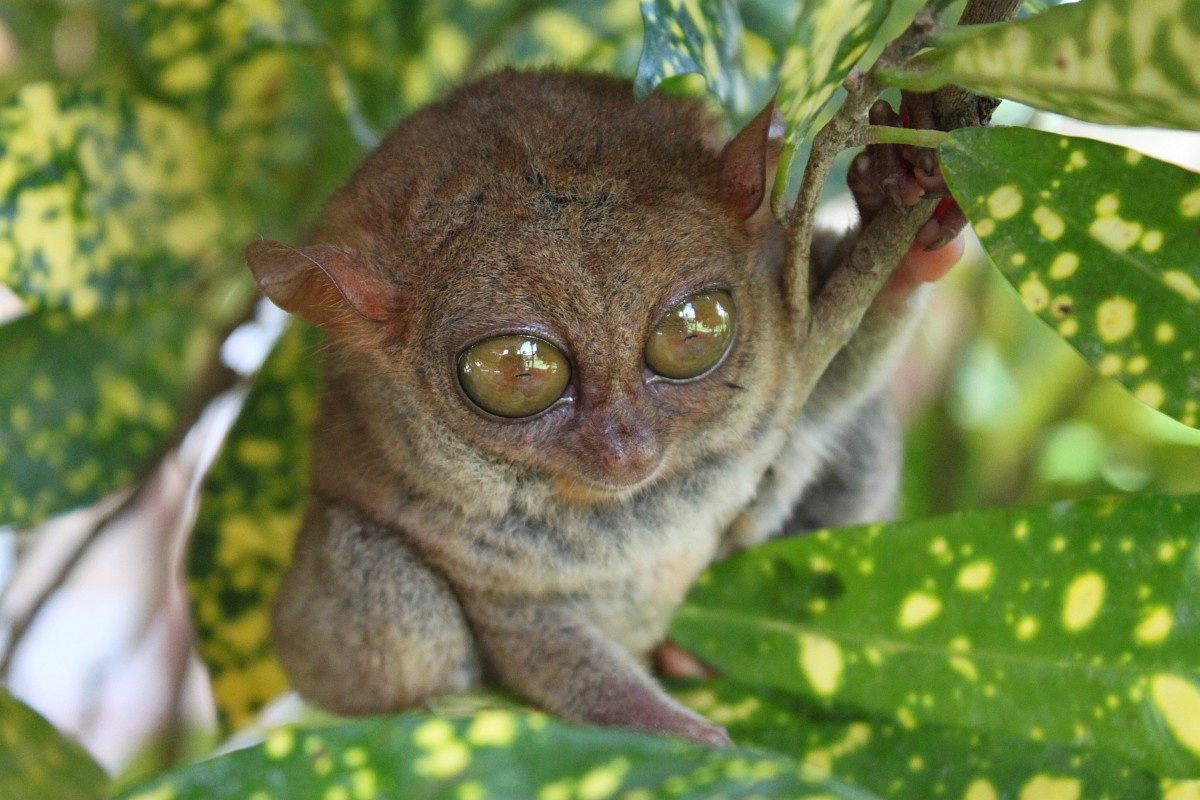 philippine-tarsier-eat-insects-small-birds