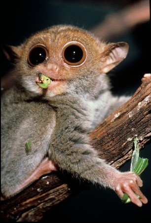 philippine-tarsier-over-a-twig