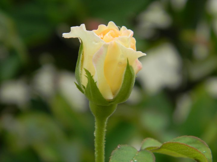 yellow-rose-budding