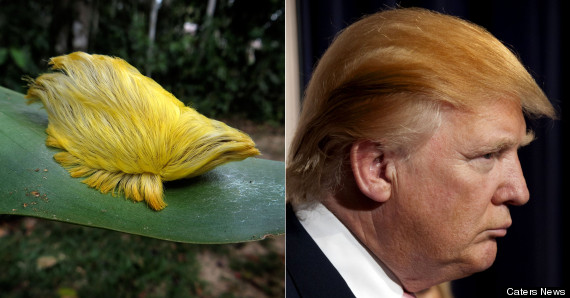 comparison-yellow-color-caterpillar-with-donald-trump
