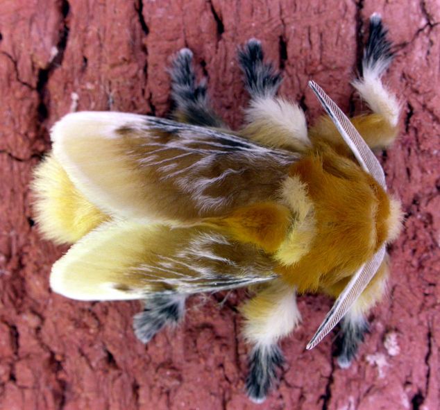 Donald-Trump-Caterpillar-change-into-beautiful-moth