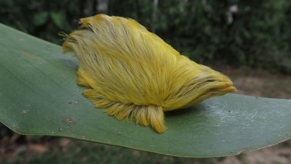 Donald-Trump-Caterpillar-over-leaf-in-amazon