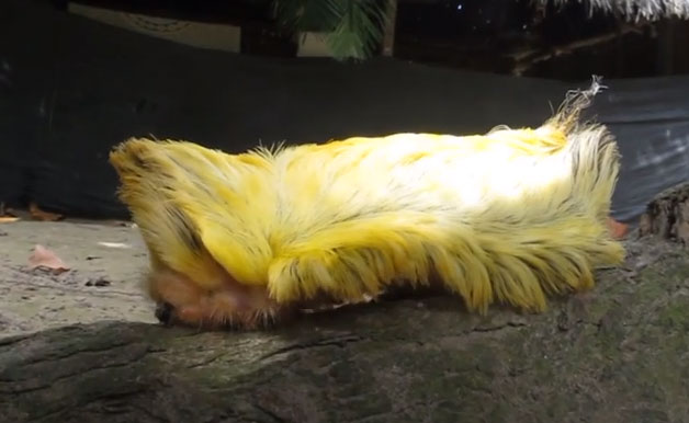 Donald-Trump-Caterpillar-yellow-colour-hair-are-venomous