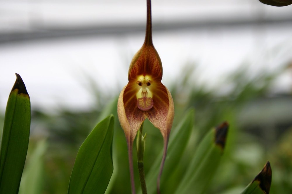 Monkey-Orchid