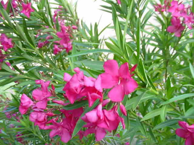oleander-flower-in-garden