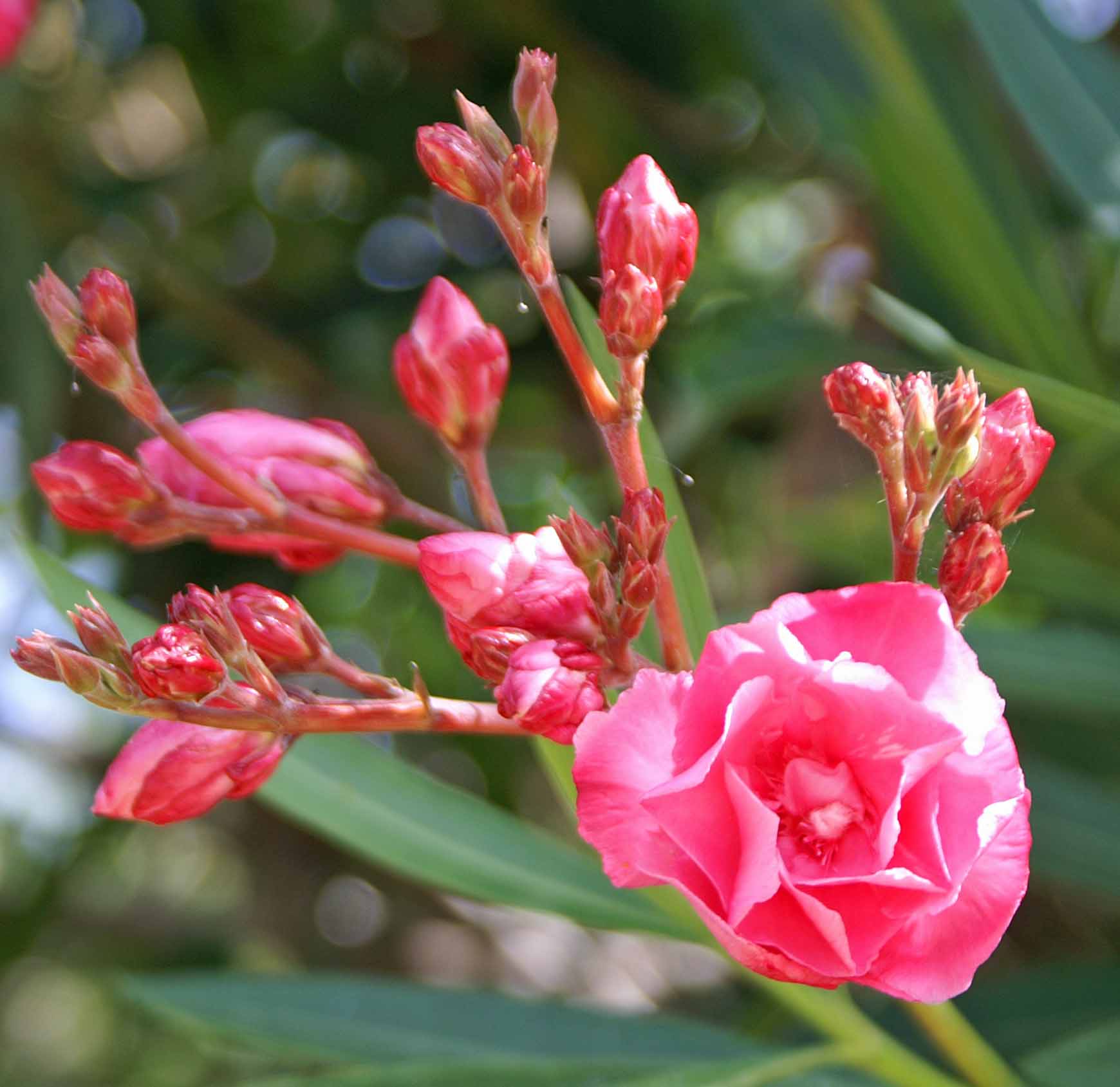 Oleander-grows-well-in-warm-subtropical-regions