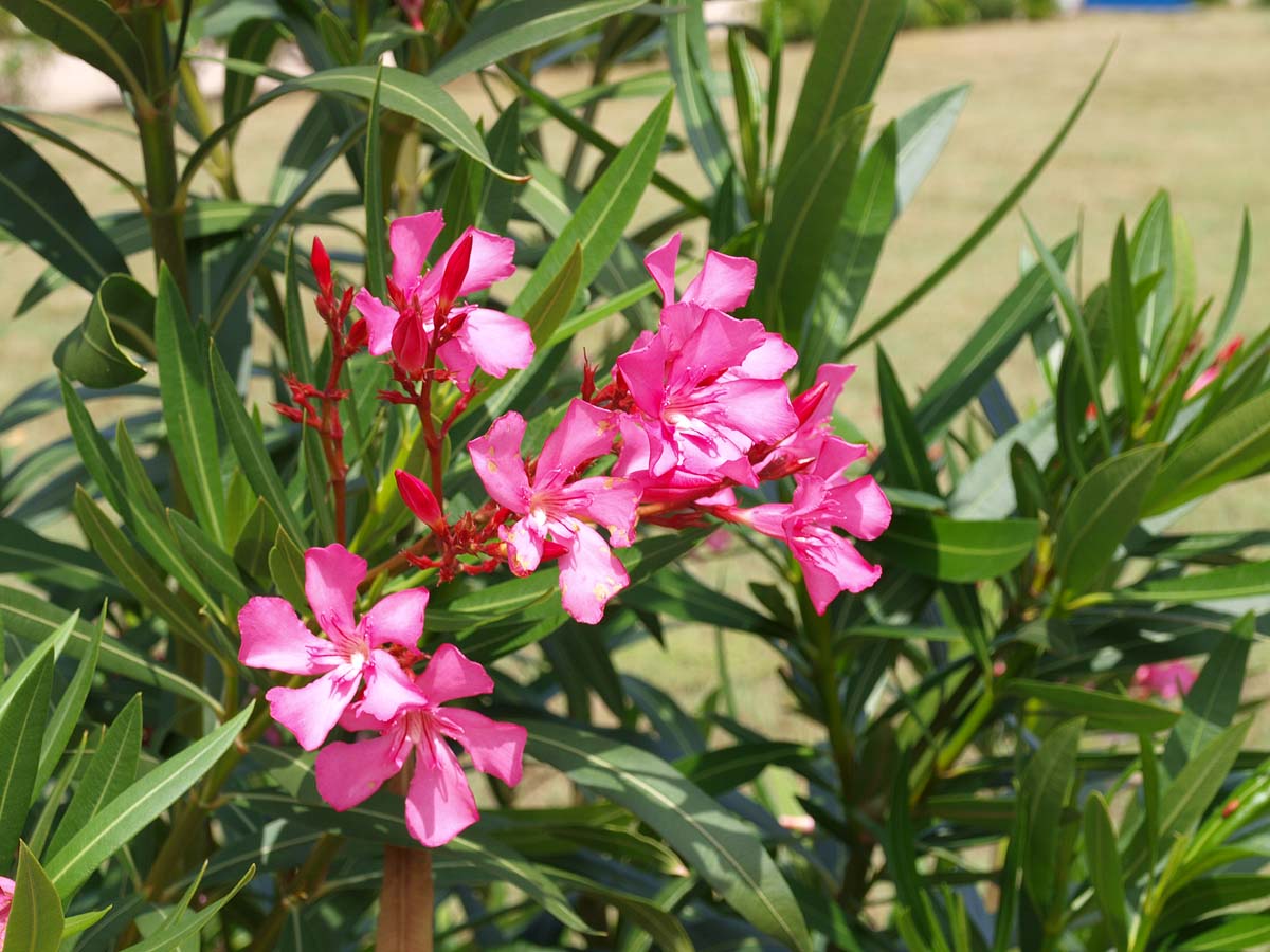 Pink-Oleander-flower-blooming-in-summer