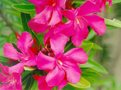pink-oleander-was-the-first-which-bloom-after-atomic-bomb-explosion-in-hiroshima