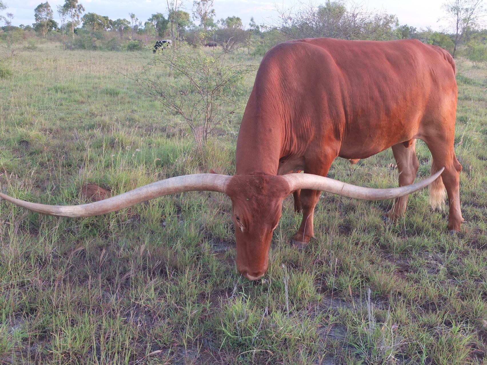 Previously-Longhorn-steer-109-inches-277 cm-from-Leahton-Park-Queensland-Australia
