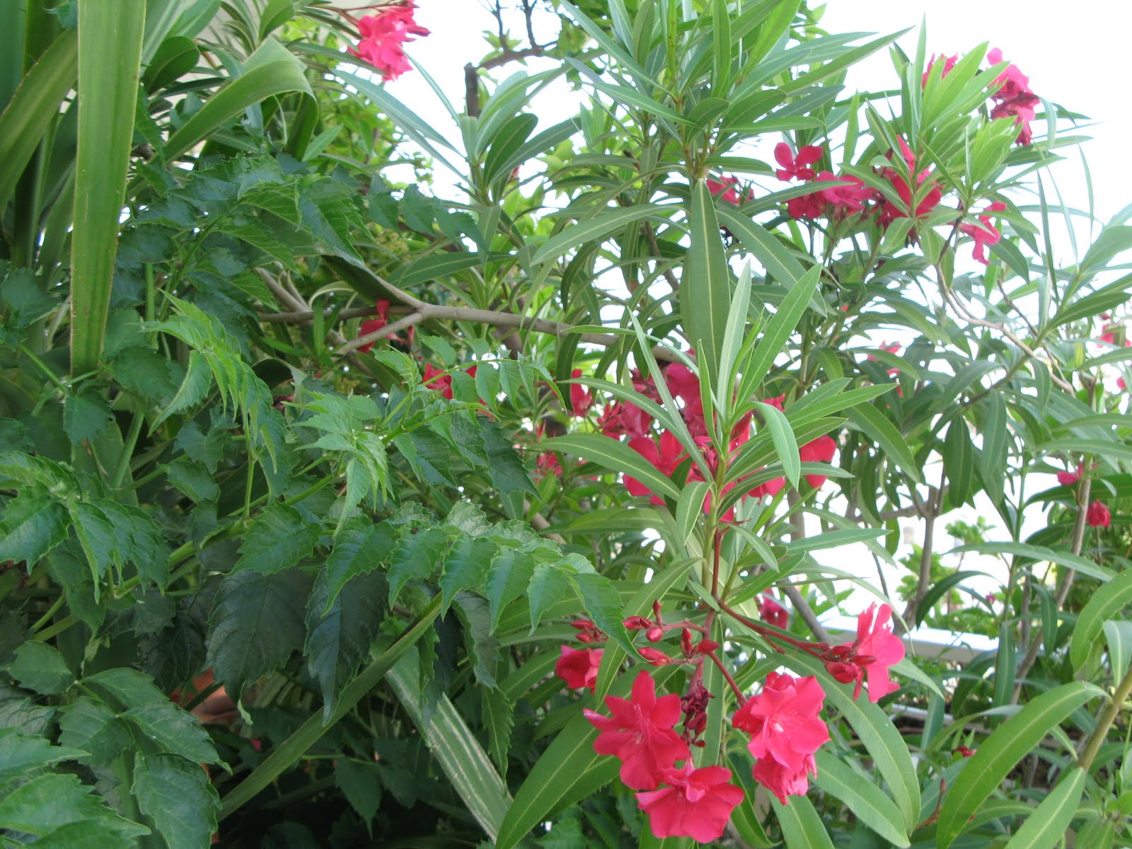 red-oleander-flower-blooming-in-garden
