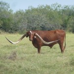 Worlds-Widest-Spread-Longhorn-Steer-owned-by-El-Coyote-Ranch-in-Kingville-Texas